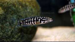 Julidochromis sp. Gombi