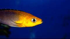 Cyprichromis leptosoma jumbo yellow head Kekese