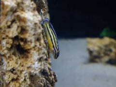 Julidochromis regani "kipili"