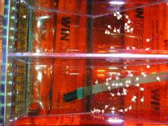 Gnathochromis permaxillaris  икра в инкубаторе