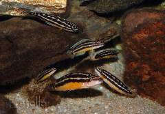 juidochromis ornatus