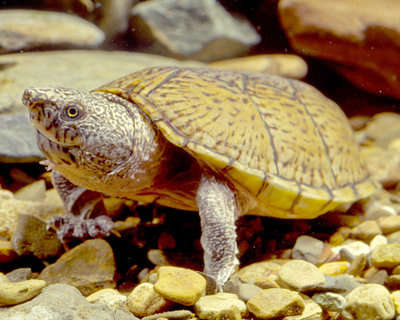 5CLL_A1_Flattened_Musk_Turtle.jpg.fde9dc