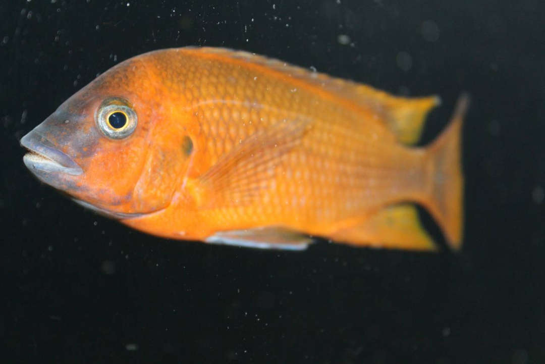 Танганьика-Интересные рыбы