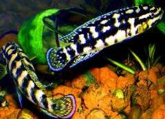 Julidochromis marlieri Gombe