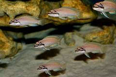 chalinochromis brichardi