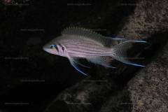 Neolamprologus pulcher