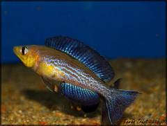 Cyprichromis Microlepidotus Caramba