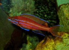 Paracyprichromis nigripinnis