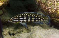 Julidochromis marlieri Magarа