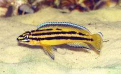 Julidochromis marksmithi