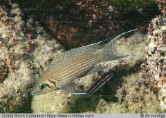 Neolamprologus olivaceous