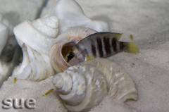 Altolamprologus sp. "compressiceps shell" Cape Kachese