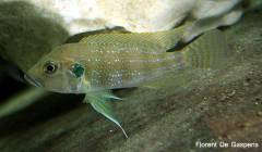 Greenwodochromis christyi