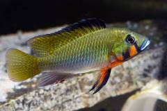 Thoracochromis brauschi