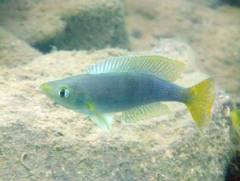 cyprichromis coloratus