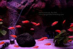 Aulonocara sp. fire fish