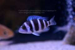 Cyphotilapia gibberosa blue zaire Kapampa F1