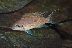 Neolamprologus splendens