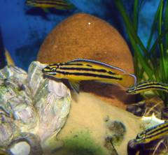 Julidochromis marksmithi