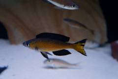 Cyprichromis microlepidotus 'kassei'