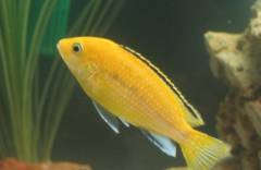 Инна Ч  - Labidochromis Yellow