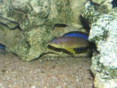 Cyprichromis microlepidotus 'Karilani' F1