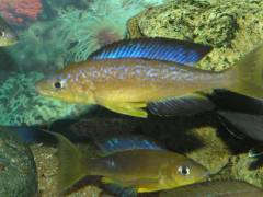 Cyprichromis microlepidotus 'Karilani'