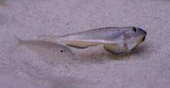 Enantiopus melanogenys 'Sambia black chin'. Подросток