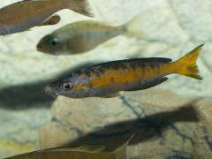 Cyprichromis microlepidotus 'Kiriza black'
