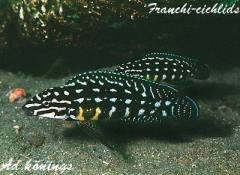 Julidochromis marlieri Magara