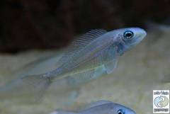 microdontochromis-rutondiventralis3.jpg