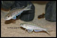 microdontochromis-tenuidentatus-011.jpg