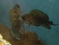 Neolamprologus toae