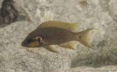 Neolamprologus pulcher "Golden" ("Kasola")