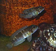 «Lamprologus» stappersii