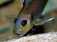 Triglochromis otostigma