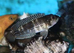 «Lamprologus» stappersii