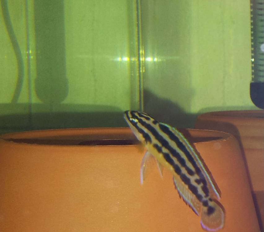 00008(январь 2016)  Julidochromis ornatus Kapampa yellow.jpg