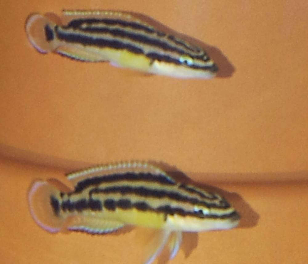 00006(ноябрь 2015)  Julidochromis ornatus Kapampa yellow.jpg