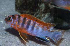 Labidochromis Hongi red top