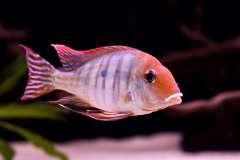 Geophagus sp. 'red head tapajos'