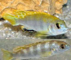 Labidochromis sp. Perlmutt