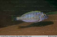 Pseudosimochromis marginatus