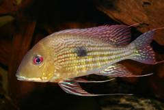 Geophagus abalios