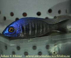 Placidochromis sp. 'electra boadzulu'