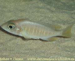 Placidochromis sp. 'electra boadzulu'