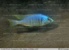 Placidochromis sp. 'electra mozambique'