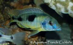 Naevochromis chrysogaster
