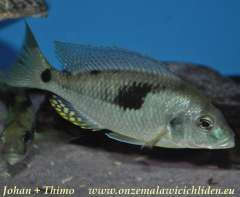 Naevochromis chrysogaster