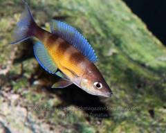 cyprichromis zonatus